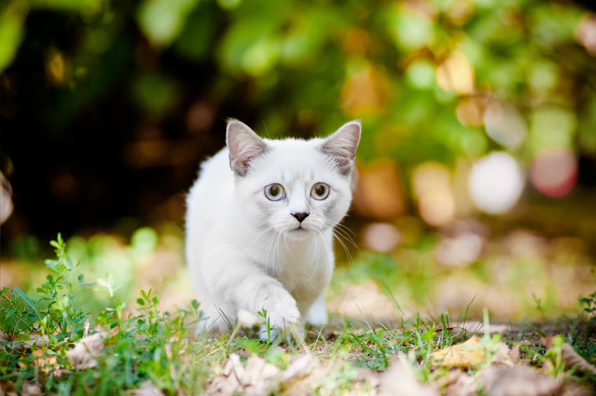 niet voldoende Bank Op maat 7 Kleinste kattenrassen | Een geschikte kat uitzoeken | Katten | Gids