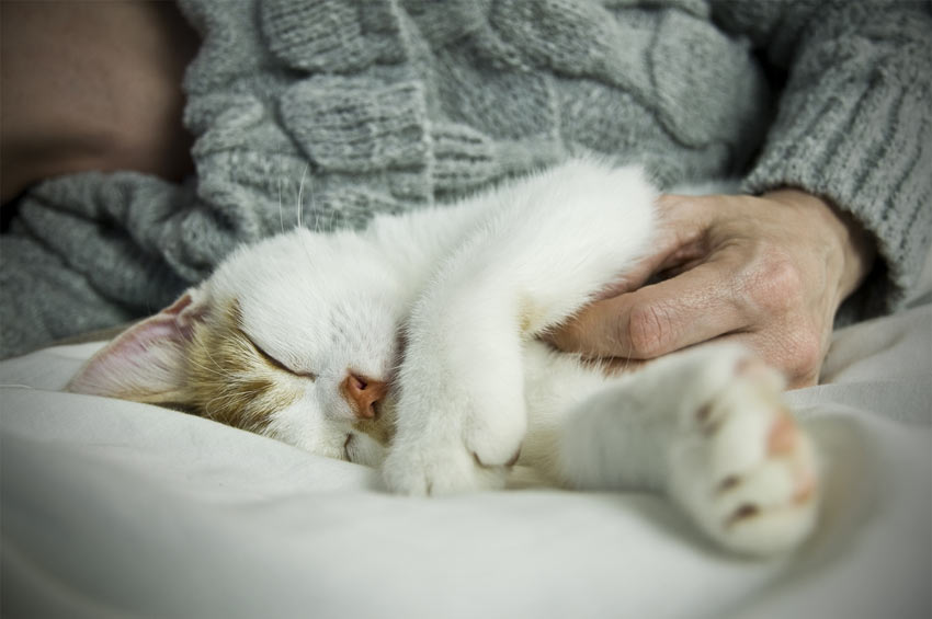 A beautiful white cat having its tummy tickled