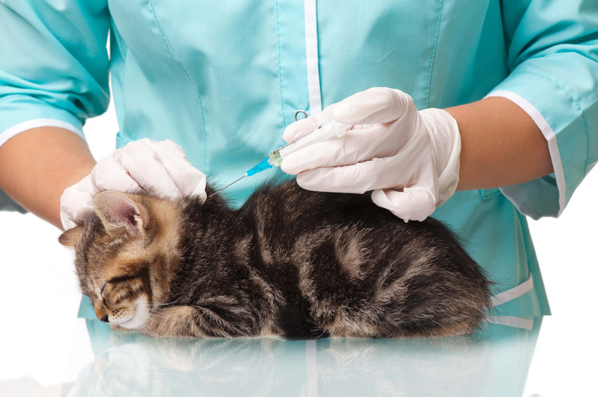 A beautiful young kitten having a vaccination injection