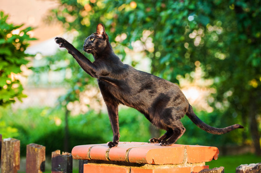 A black Oriental Shorthair Cat with a hypoallergenic coat