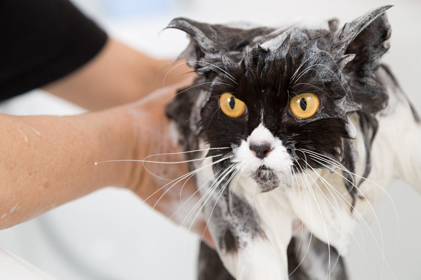 A black and white Persian cat having a warm bubble bath
