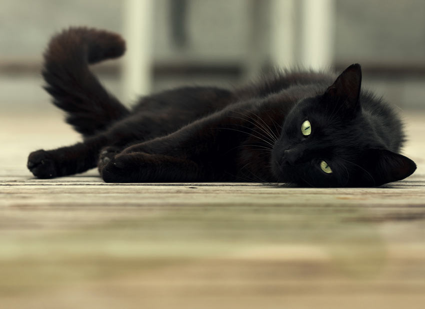 A black cat with beautiful green eyes stretched out across the floor