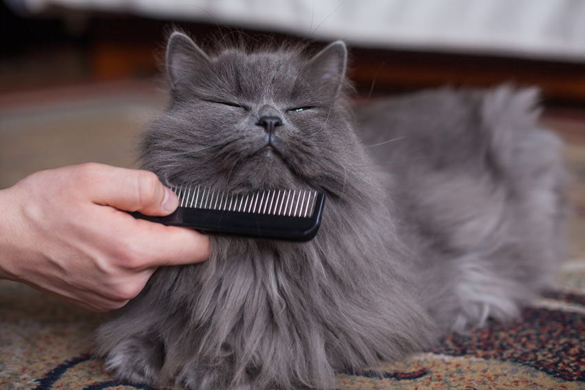 A cat enjoying being combed