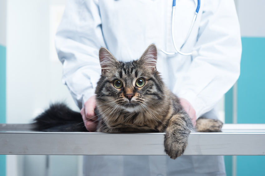 A_cat_having_a_check_up_at_the_vets