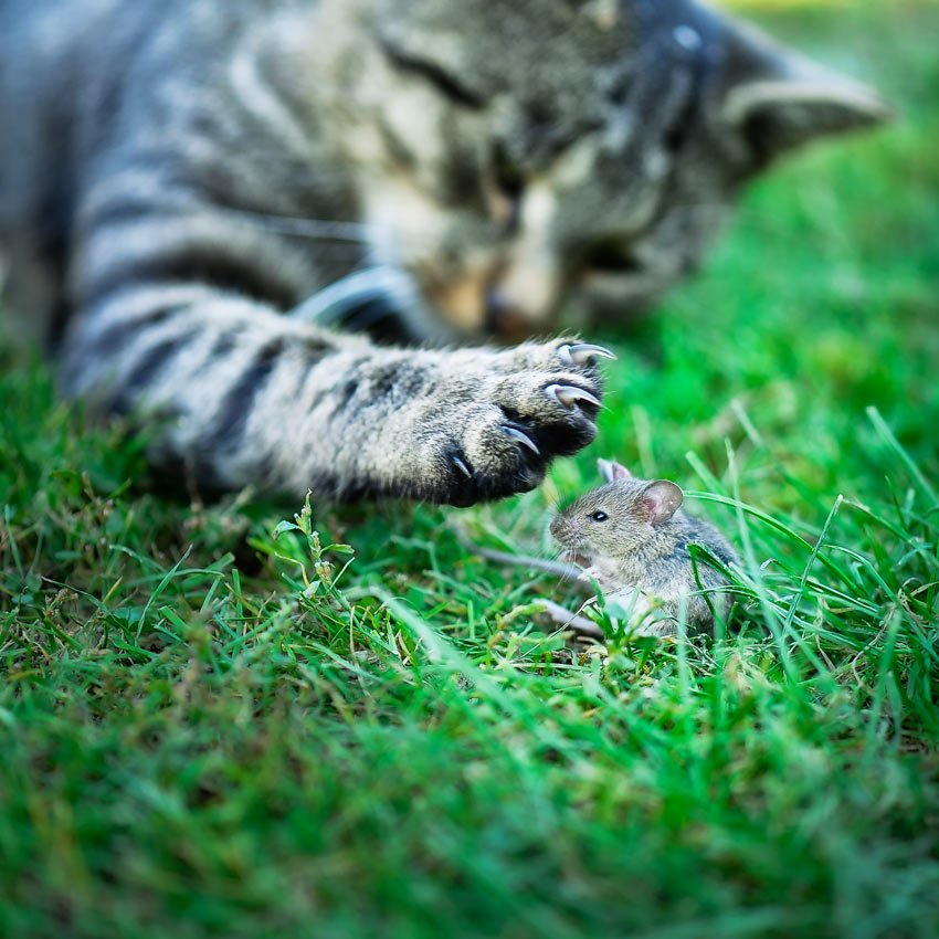 A cat hunting a mouse outside in the grass