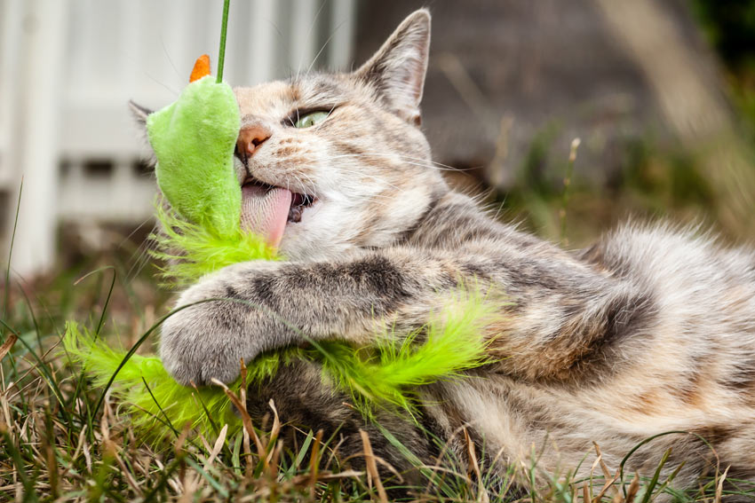 A cat licking and playing with a toy in the garden