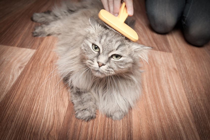 A cat owner brushing her beautiful cat