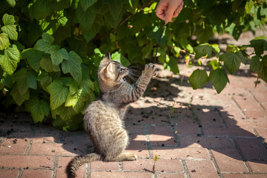 A cat playing with a feather in the garden