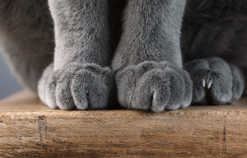 A close up of a British Shorthair cat's great big paws