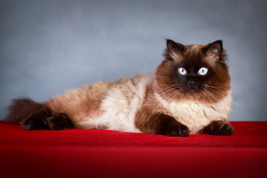 A colourpoint cat with a beautifully patterned coat