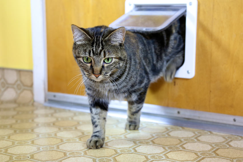 A curious tabby cat using her cat flap