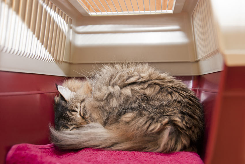 A cute cat curled up sleeping in a travel box ready to move house