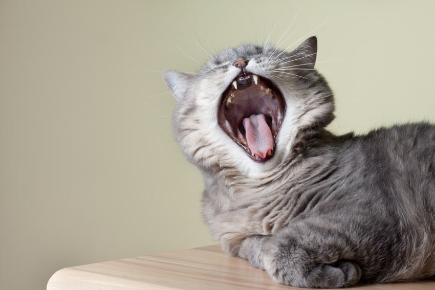 A fluffy house cat showing her sharp white teeth