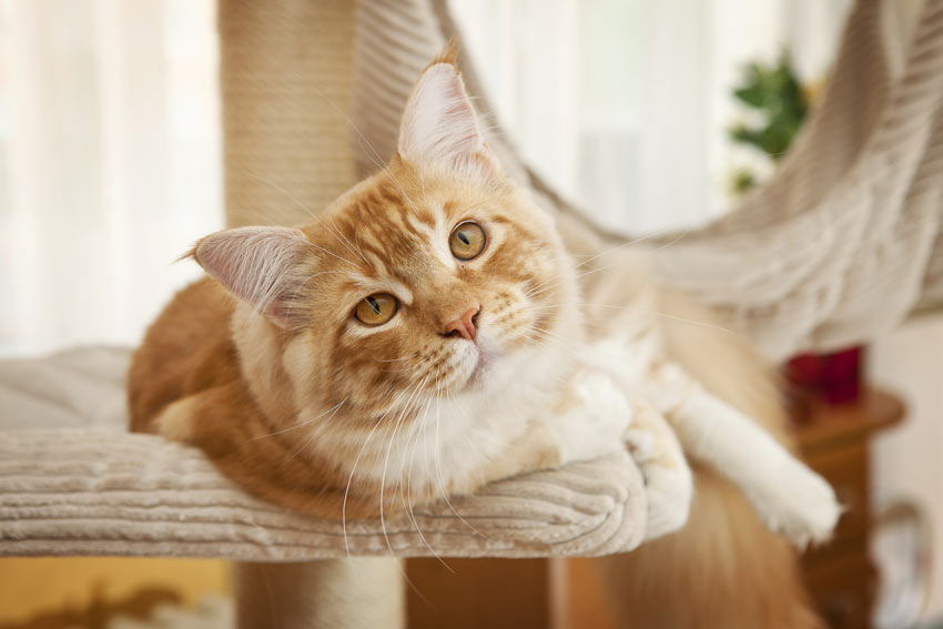 A ginger and white cat lying down on a cat tree