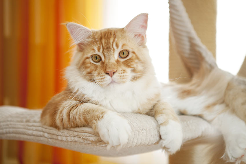 A ginger and white cat relaxing inside
