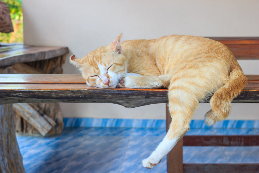 A ginger and white cat sleeing indoors