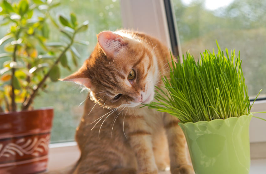 A ginger and white cat smelling a fresh plant of catnip