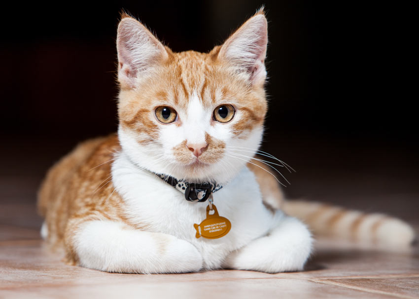 A ginger and white cat wearing a collar and tag
