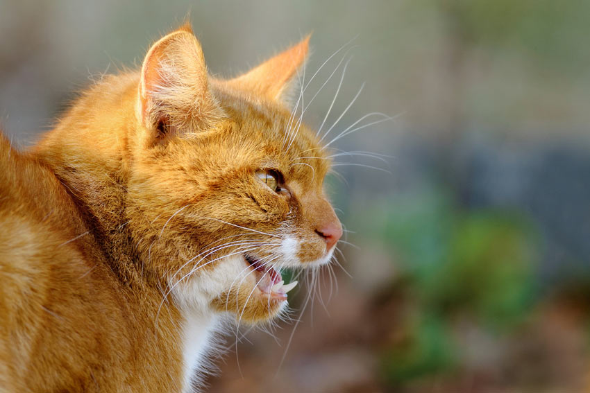 A ginger cat meowing