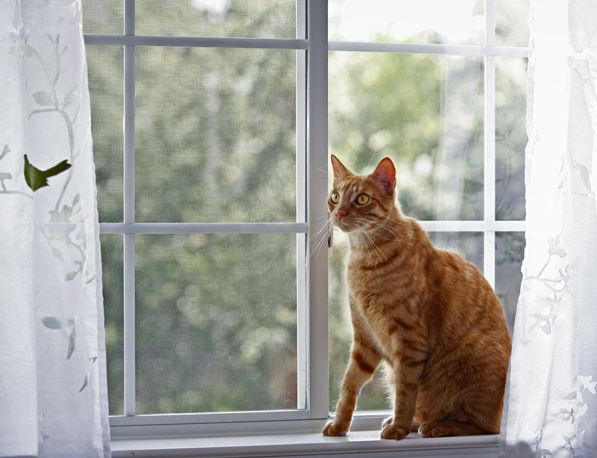 A ginger cat sat in front of a closed window