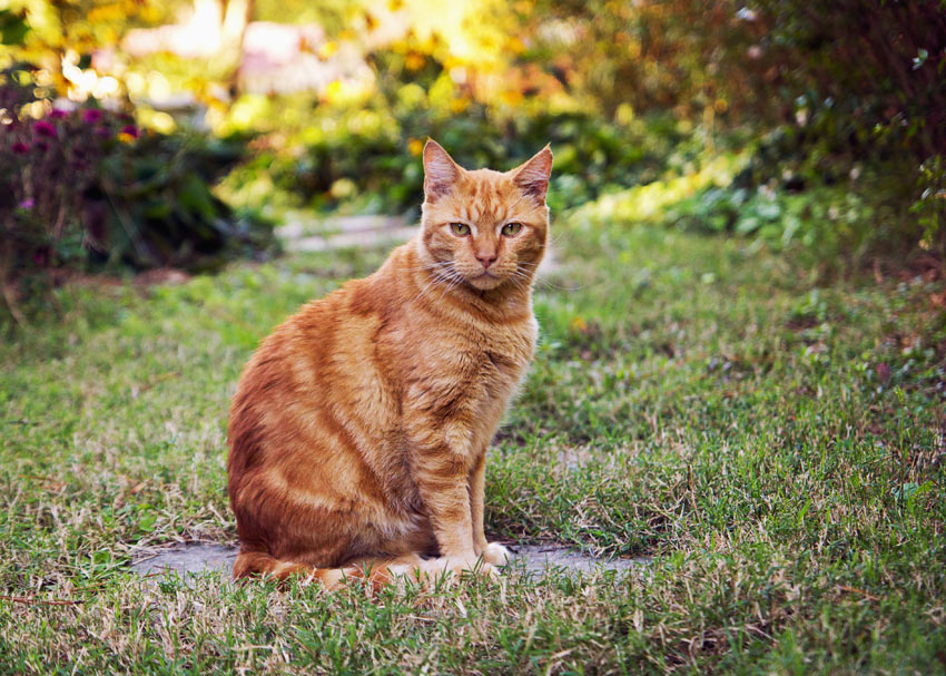 A ginger cat sitting in outdoors in the garden ready to explore