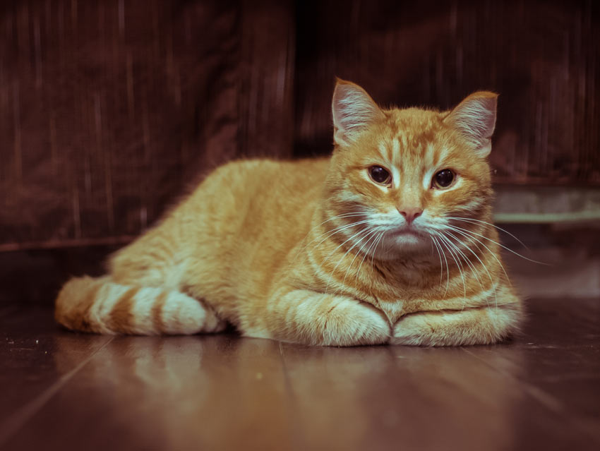 A ginger tabby cat resting on the floor with it paws tucking up