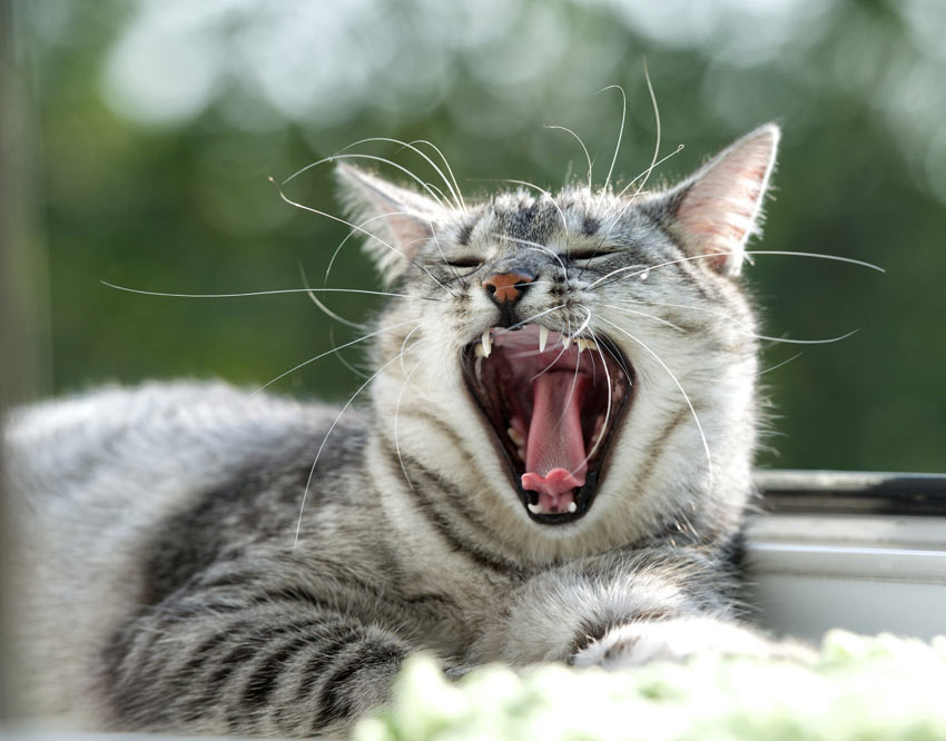 Chinese kool ondanks bestuurder Hoe poetst u de tanden van uw kat? | Verzorging van katten | Katten | Gids