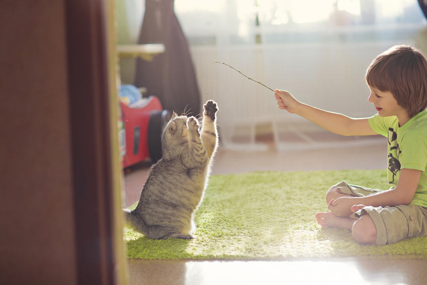 A happy playful cat