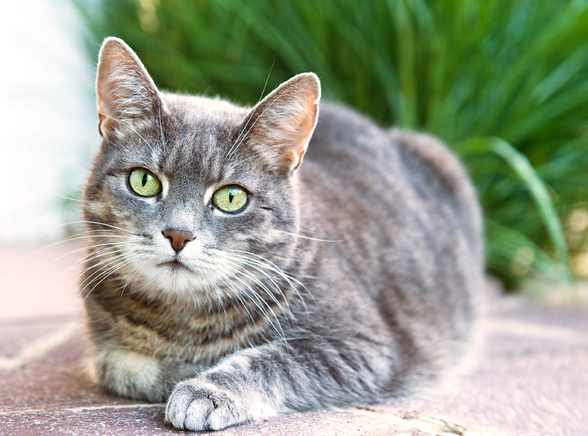 A healthy house cat with a beautiful grey patterned coat