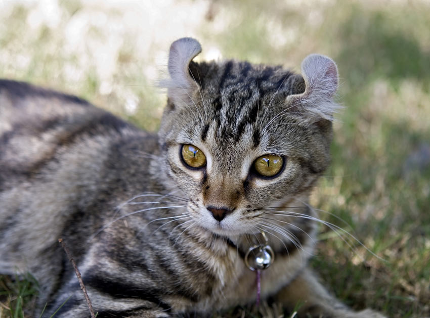 A highlander cat looking alert