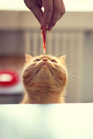 A hungry little ginger cat reaching for a treat