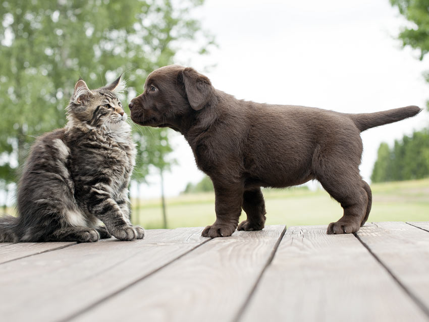 A kitten and a puppy meeting for the first time