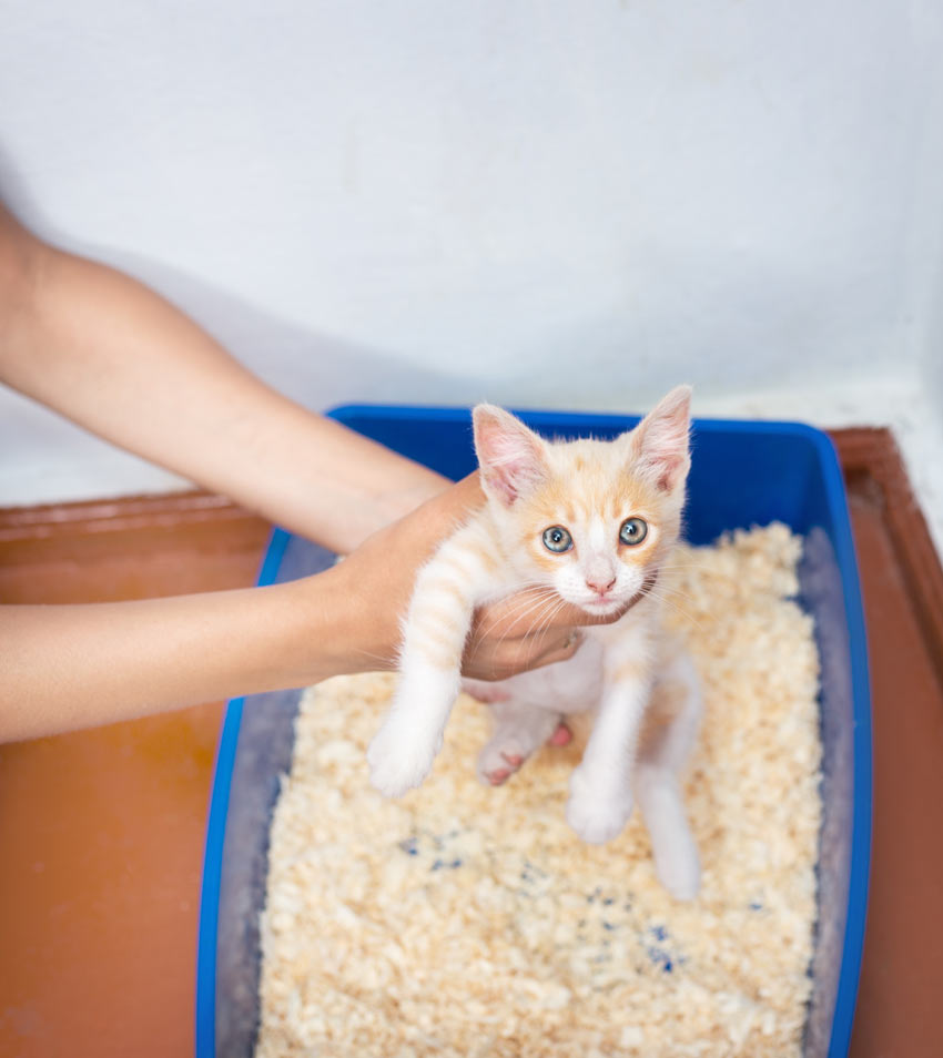 A kitten using a litter tray that is placed in the corner out of the way