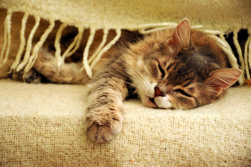 A lazy cat sleeping on the sofa