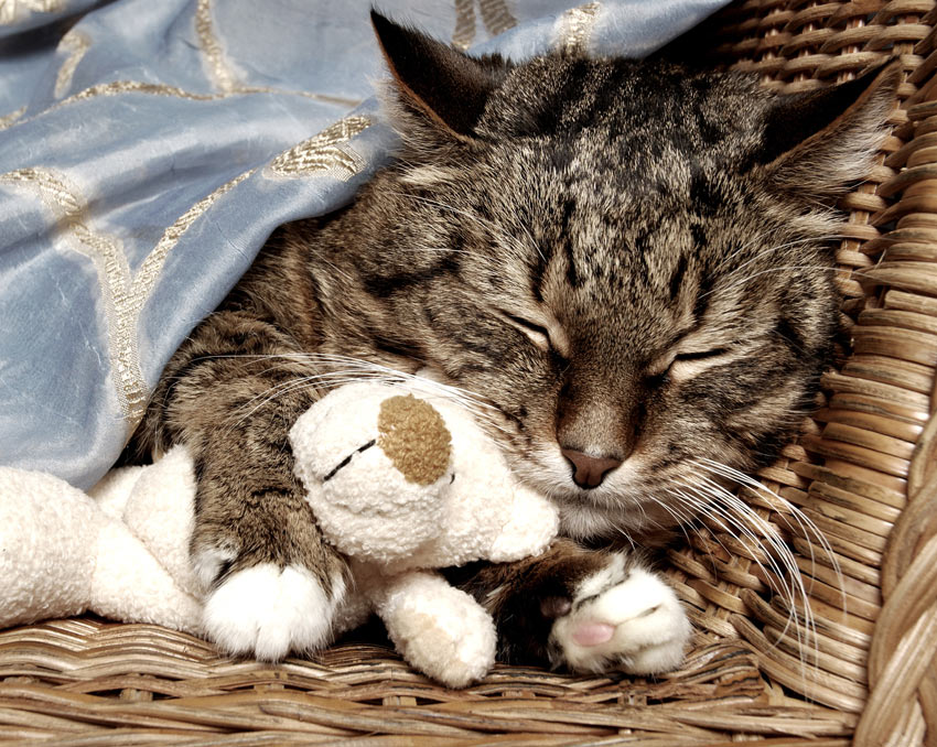 A lazy cat sleeping under a blanket