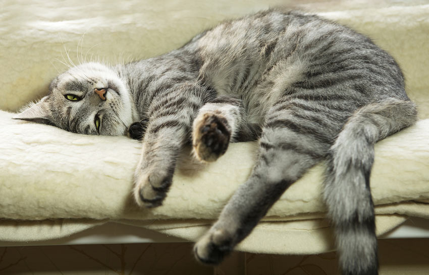 A lazy grey cat sleeping on the sofa