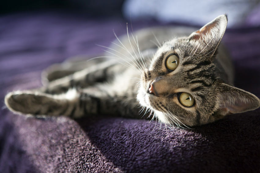 A lazy tabby cat lolling on the sofa