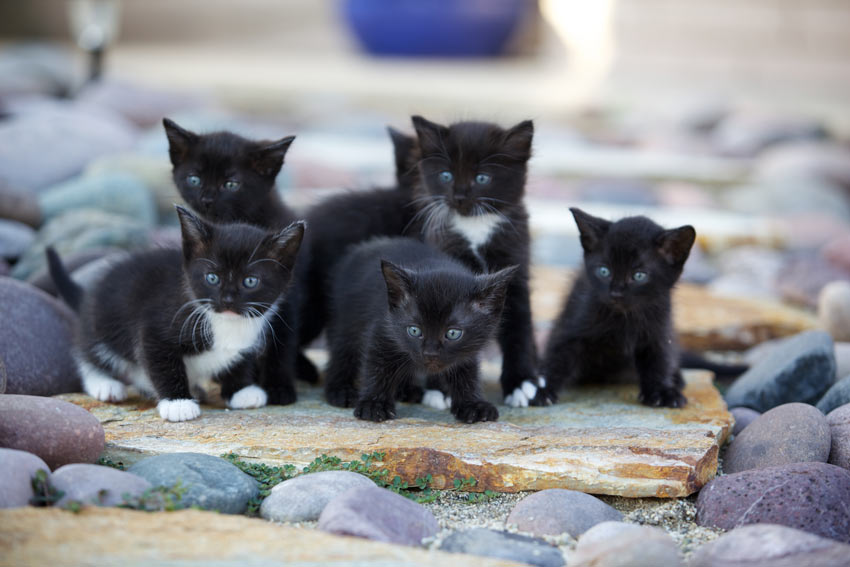 A litter of six black and white kittens