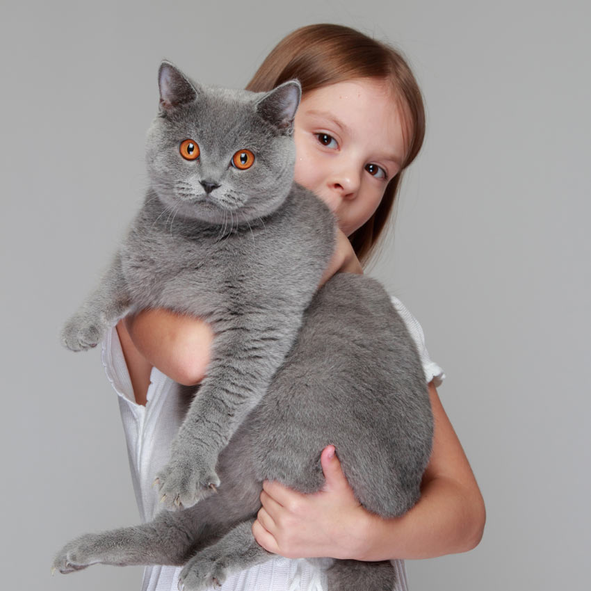 A little girl holding a cat