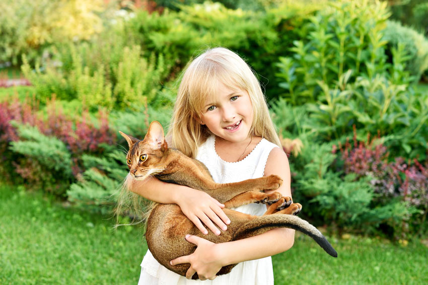 A little girl holding her beautiful Abyssinian cat