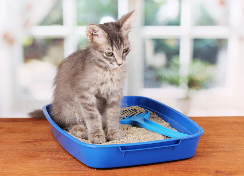 Maxim Sluier neerhalen Hoe geeft u een kat kattenbaktraining? | Uw kat trainen | Katten | Guide