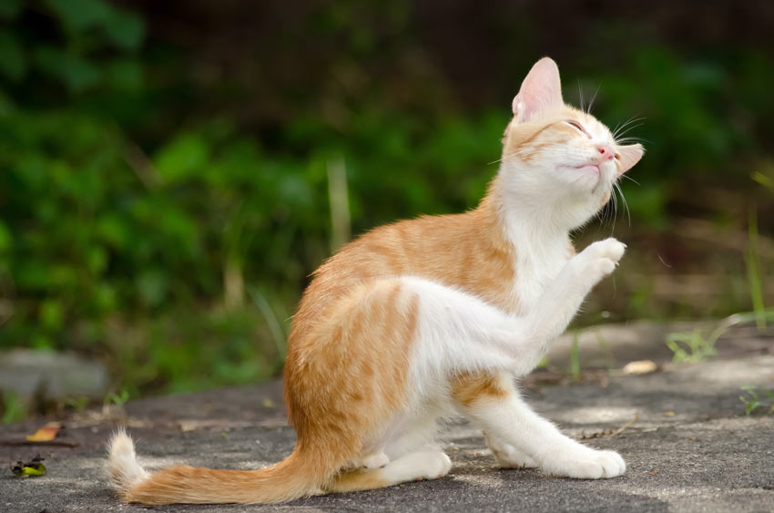 A lovely young ginger and white kitten itching