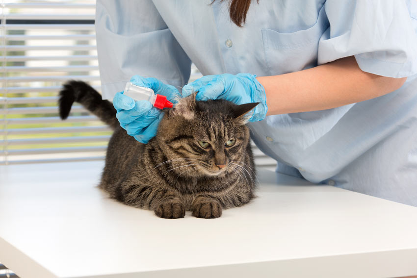 A moggy cat being given ear drops at the vets