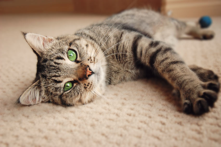 A moggy tabby cat lying down on the carpet with its paws stretched out