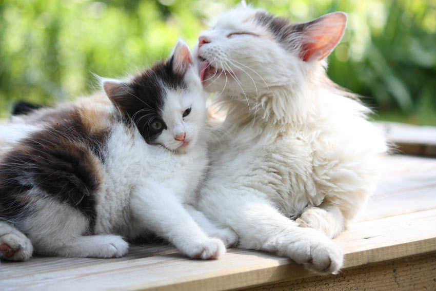 A mother cat cleaning her kitten's coat