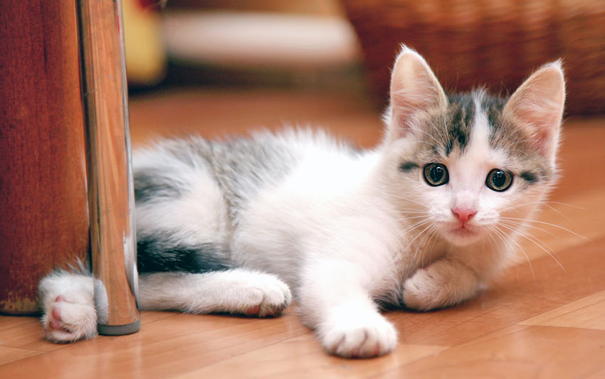 A new cheeky young kitten looking mischeivous