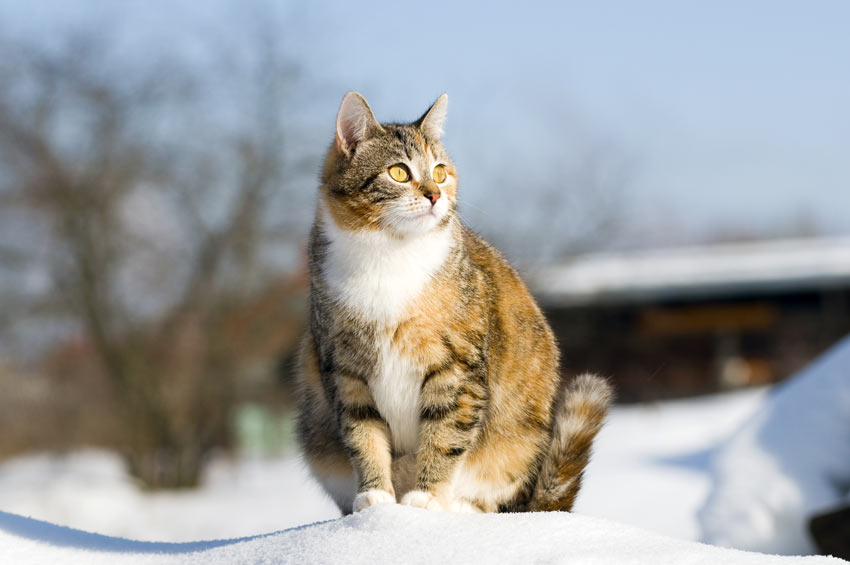 A pregnant cat sitting outside on the snow