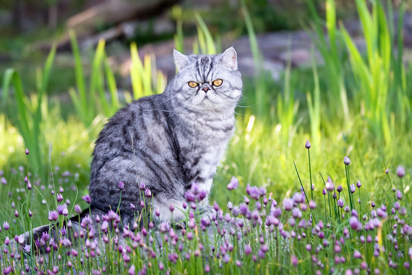 A silver spotted Exotic Shorthair Cat sitting in the garden