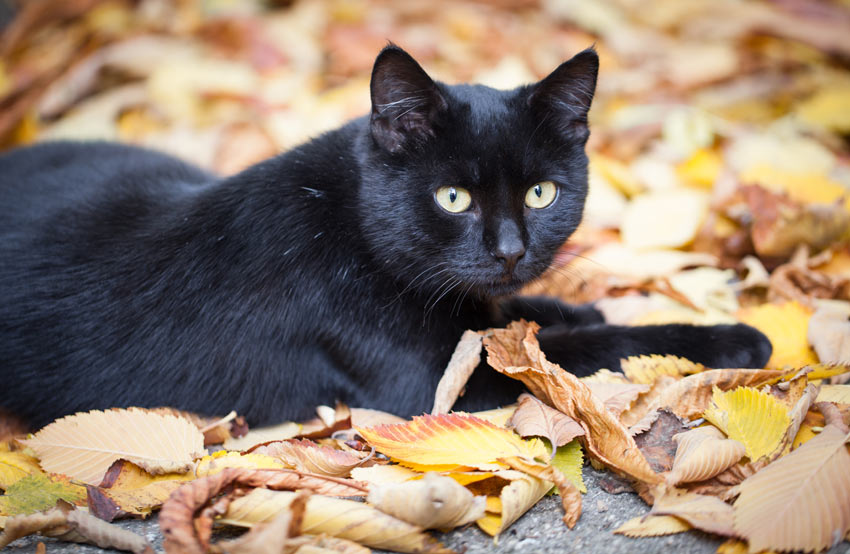 A solid black cat