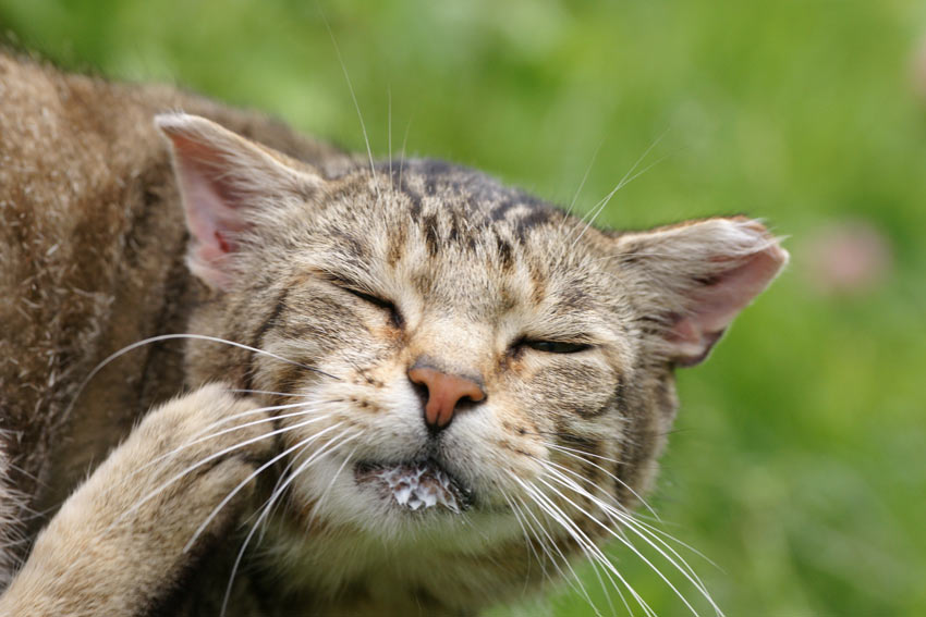 A tabby cat itching its face with its back foot